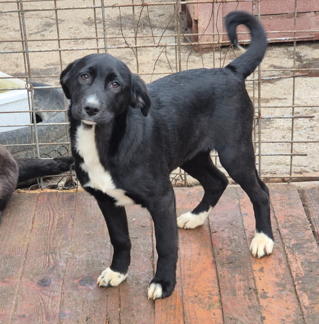 Adoptiere Hündin Charlene