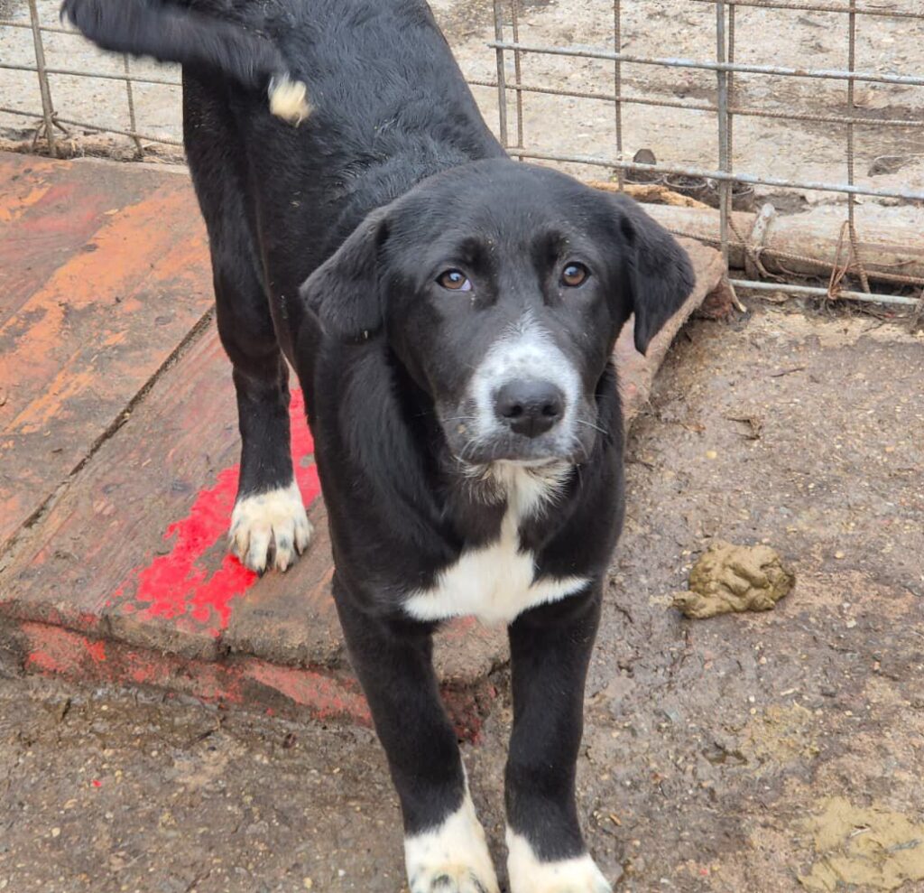 Adoptiere Hündin Velo