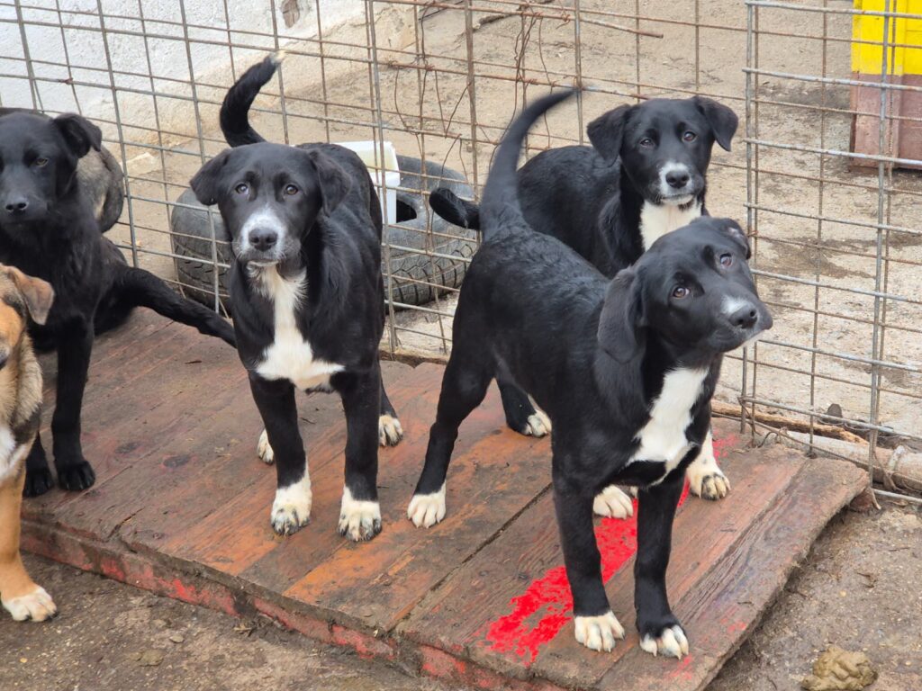 Velo, Robbie, Charlene