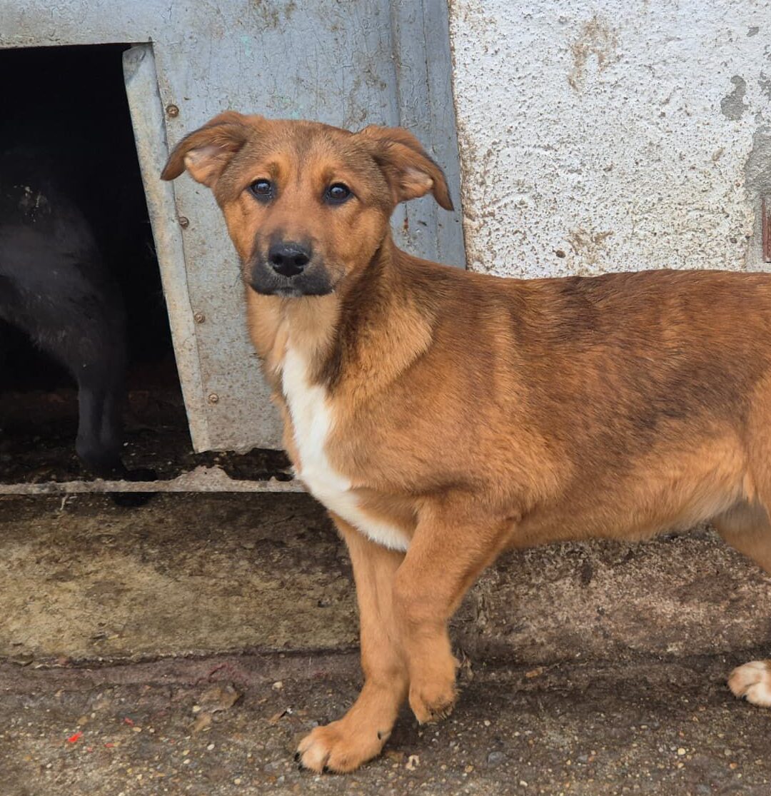 Adoptiere Hündin Cera