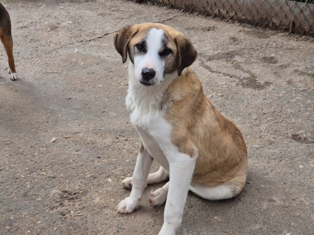 Adoptiere Rüde Summer