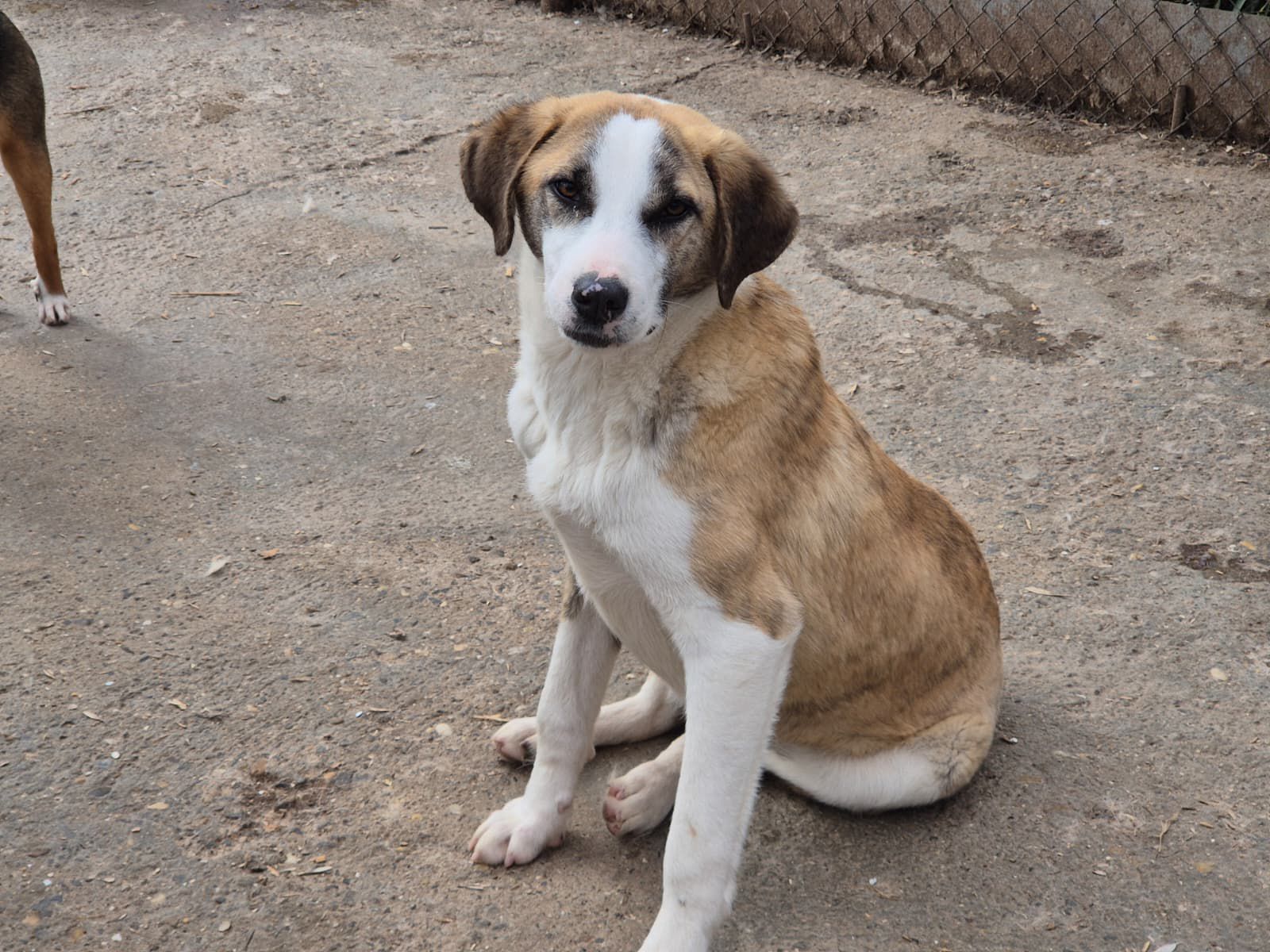 Adoptiere Rüde Summer