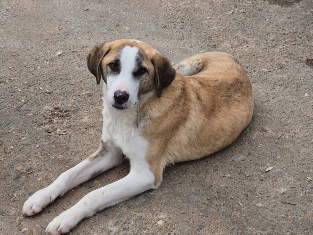 Adoptiere Rüde Summer