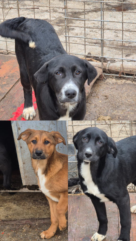 Charlene, Velo, Cera