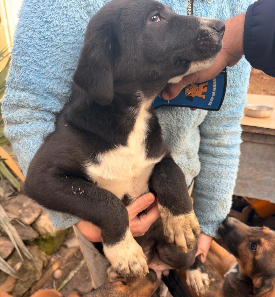 Velo sucht ein Zuhause