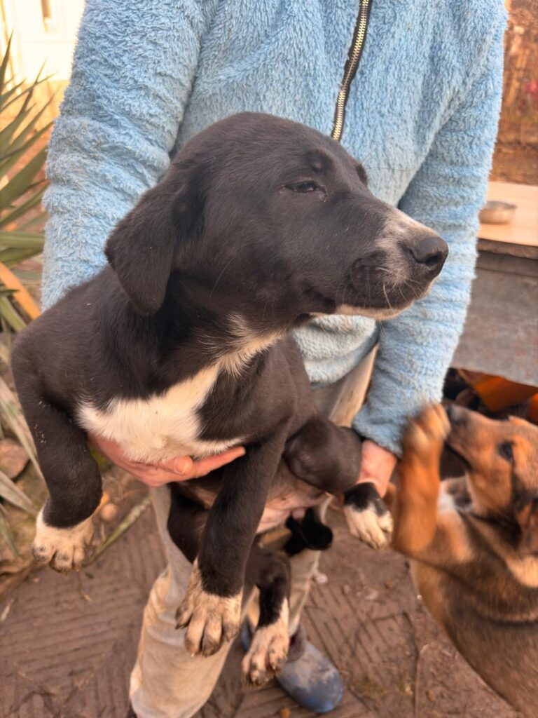 Velo sucht ein Zuhause