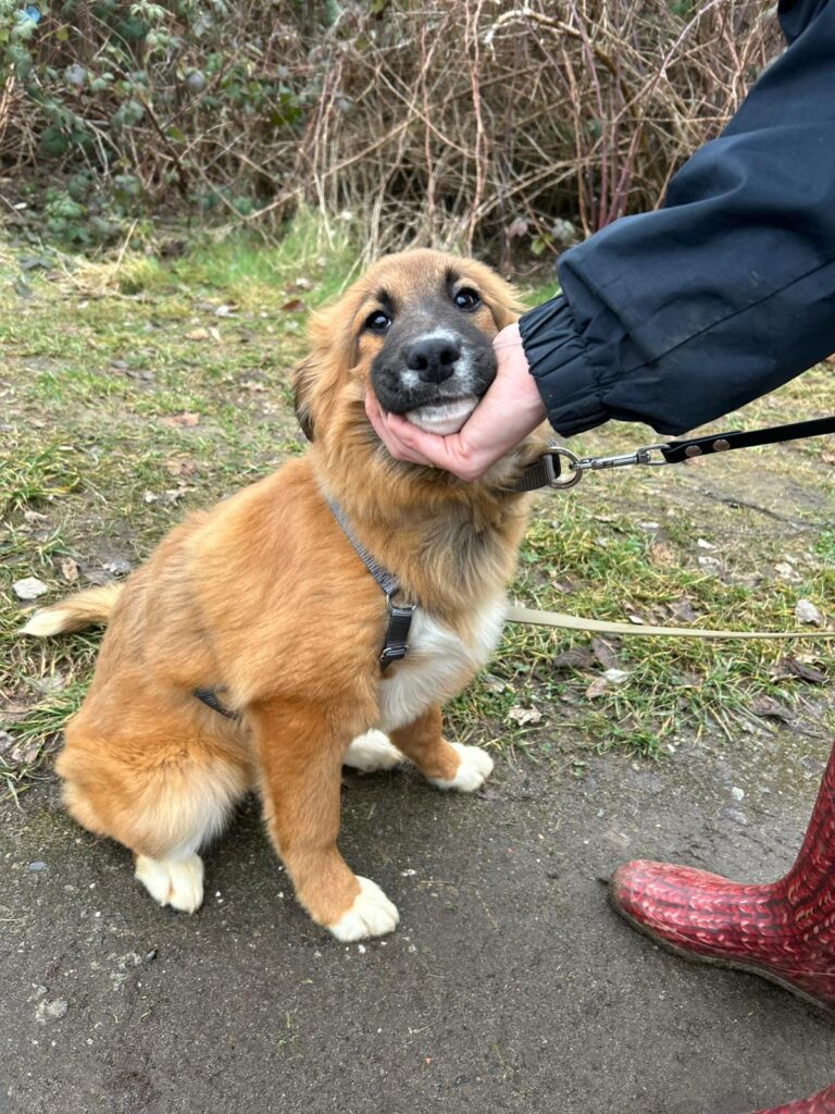 Hündin Meleys adoptieren