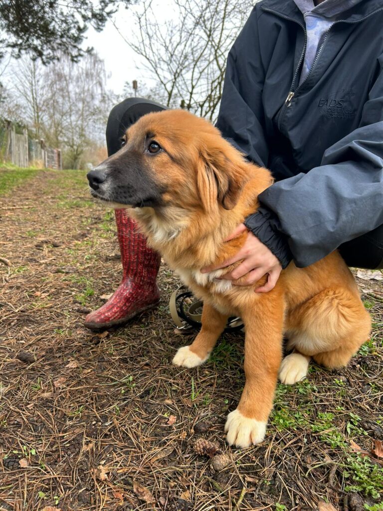 Hündin Meleys adoptieren