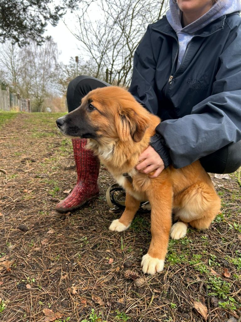 Hündin Meleys adoptieren