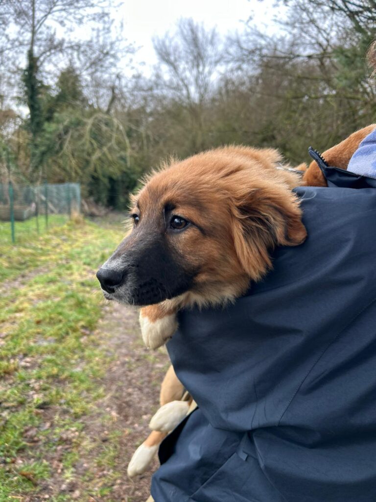 Hündin Meleys adoptieren