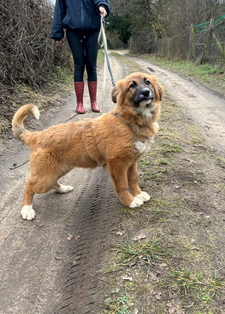 Hündin Meleys adoptieren