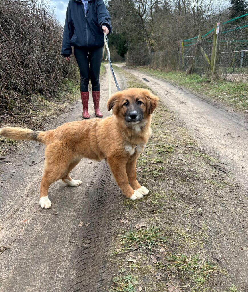 Hündin Meleys adoptieren