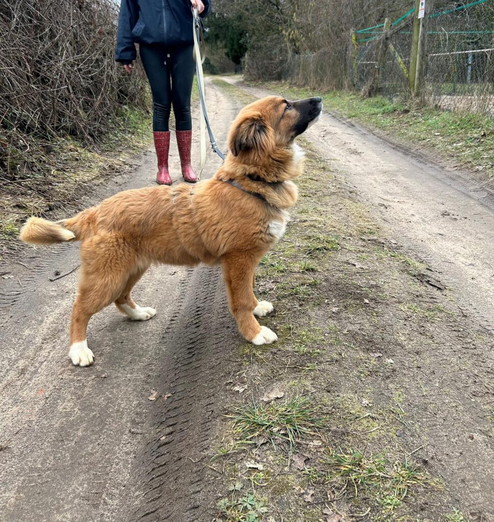 Hündin Meleys adoptieren