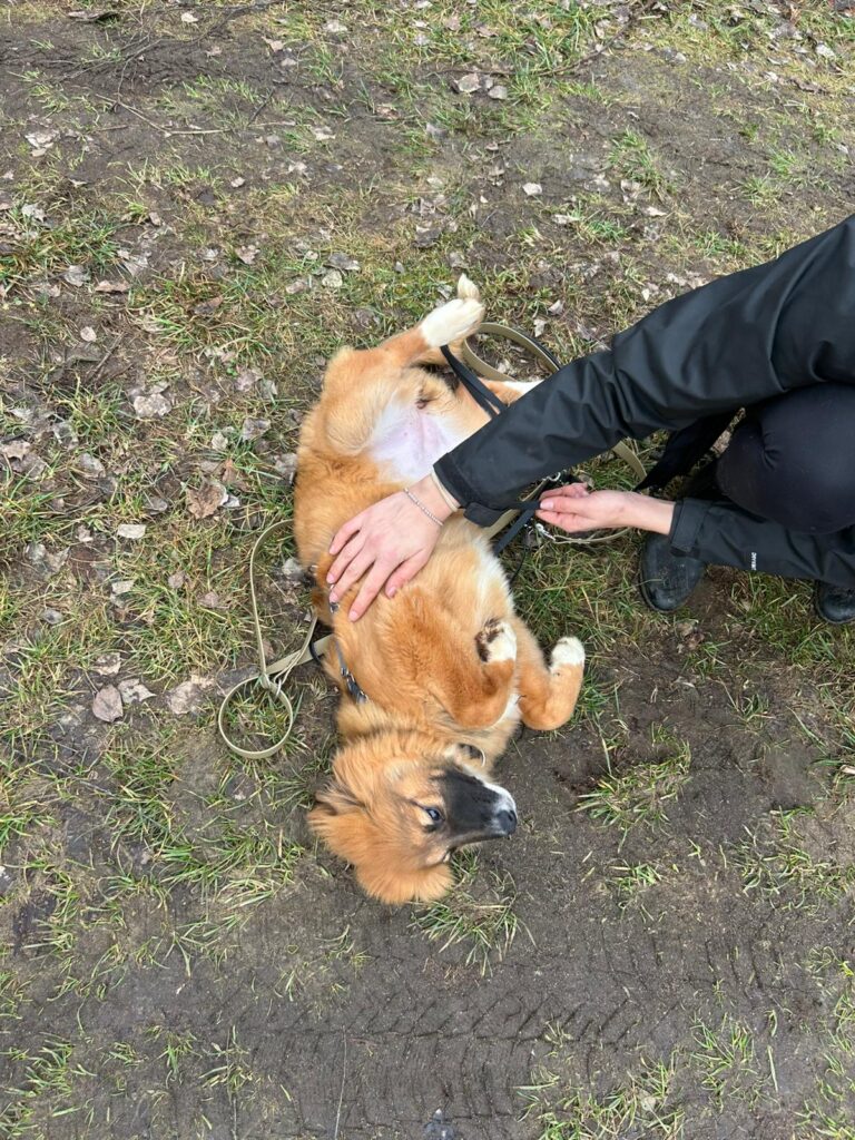 Hündin Meleys adoptieren