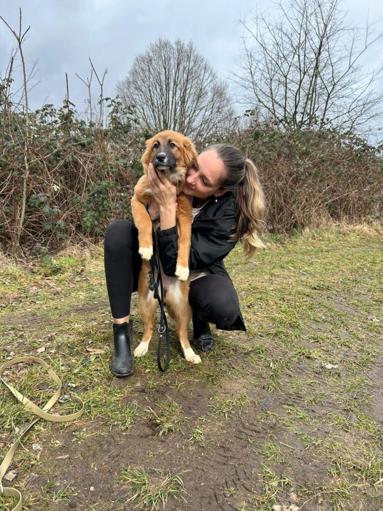 Hündin Meleys adoptieren