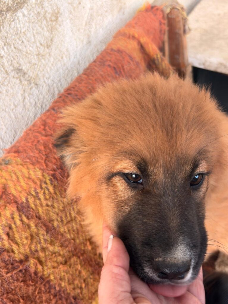 Kleine Hündin Meleys sucht ein Zuhause