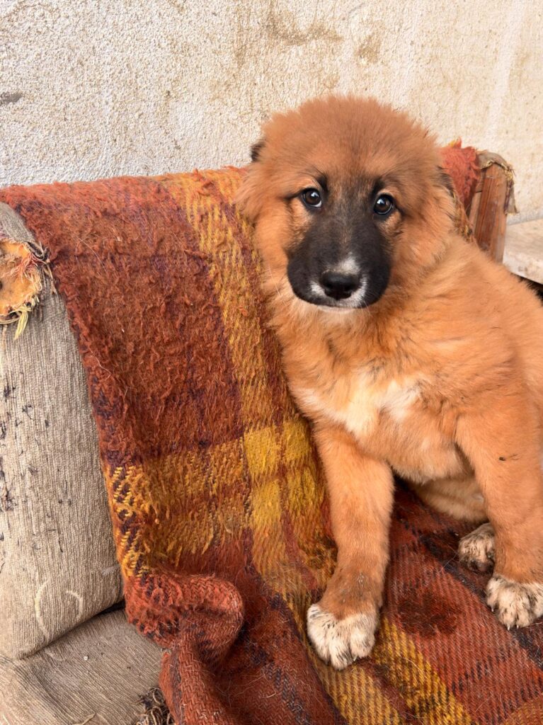 Hündin Meleys adoptieren