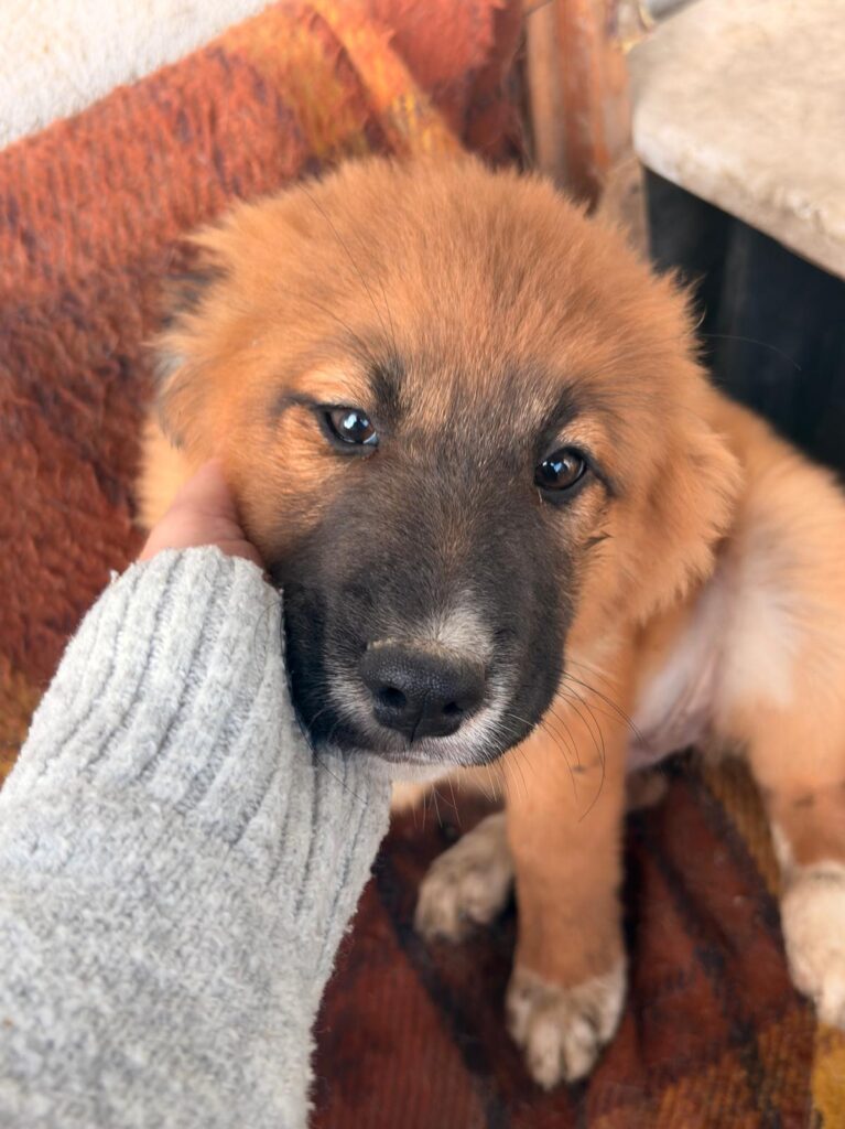 Kleine Hündin Meleys sucht ein Zuhause