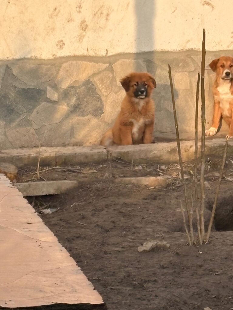 Hündin Meleys adoptieren