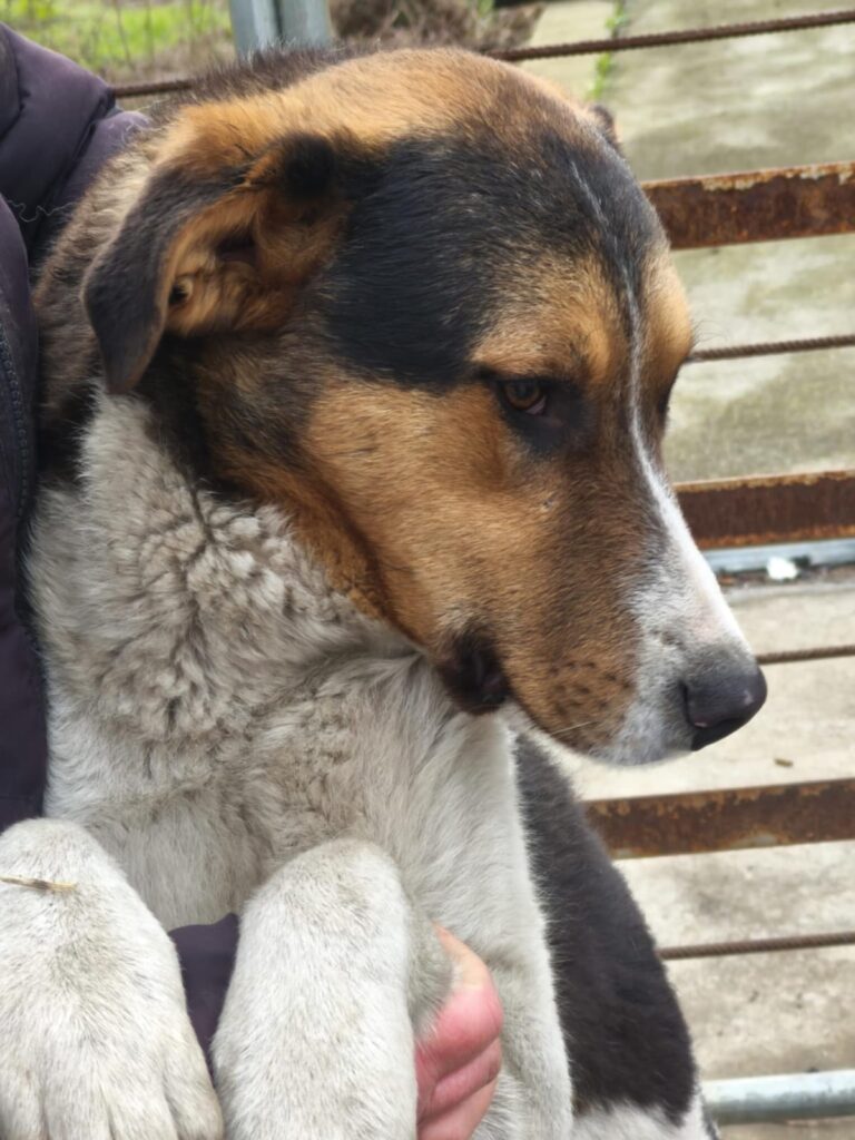 August, Hund aus Tierschutz, jetzt adoptieren