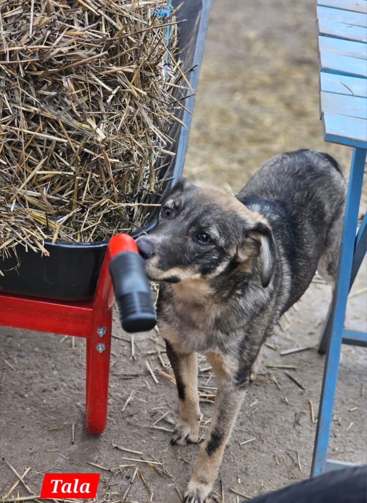 Hündin Tala adoptieren