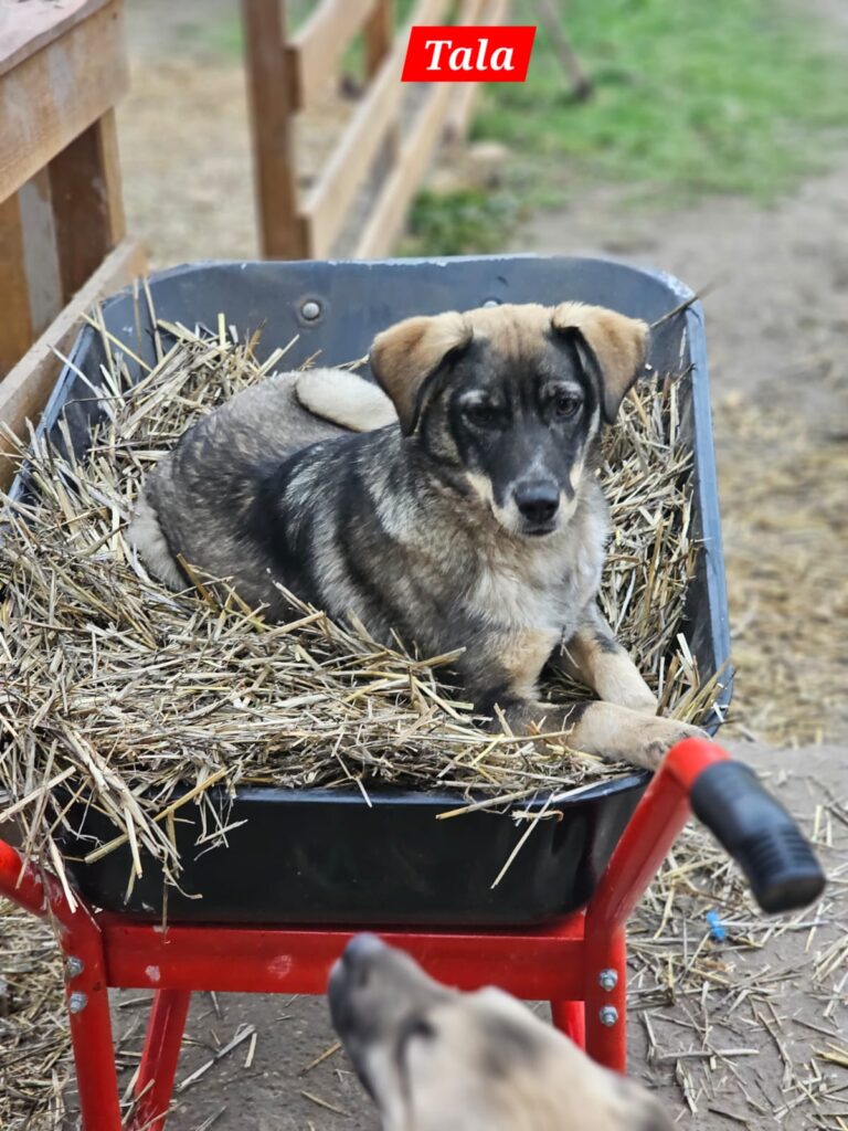 Hündin Tala adoptieren