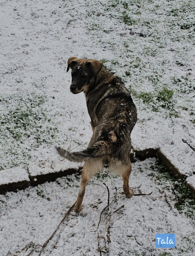 Hündin Tala adoptieren