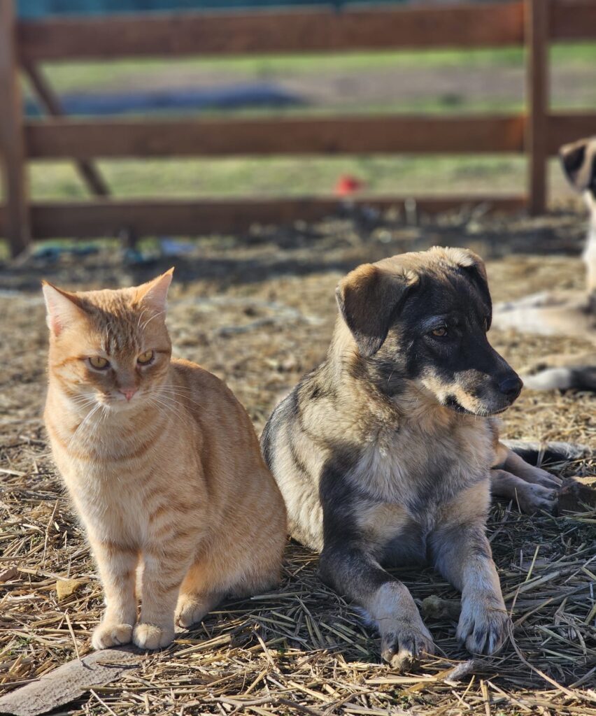 Hündin Tala adoptieren