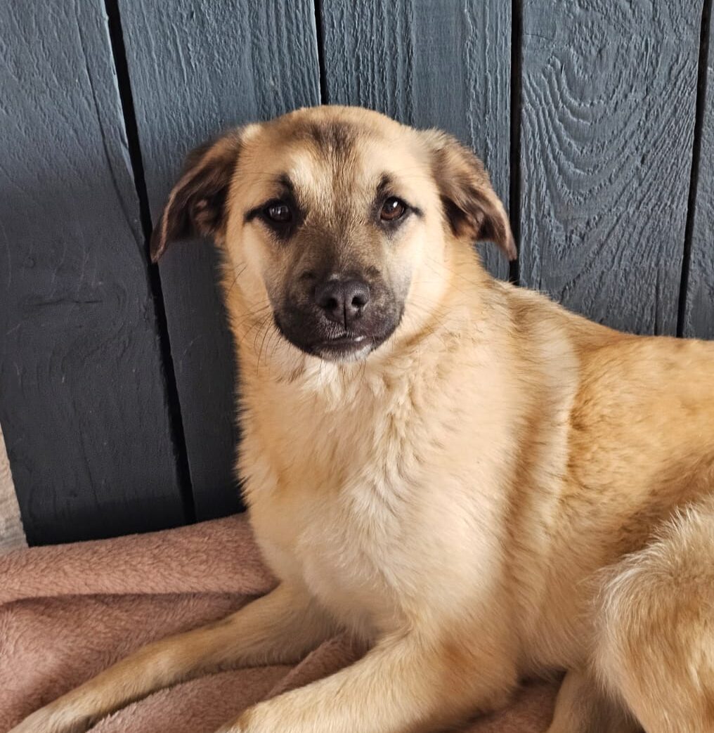 Hündin Fina adoptieren