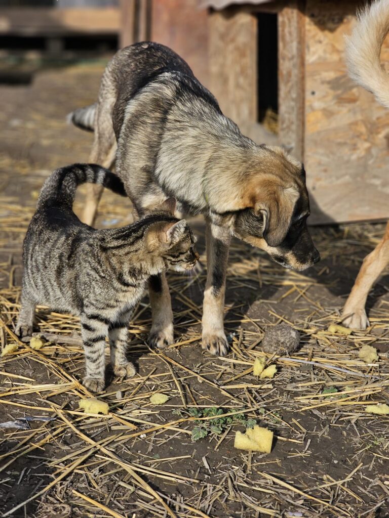 Hündin Tala adoptieren