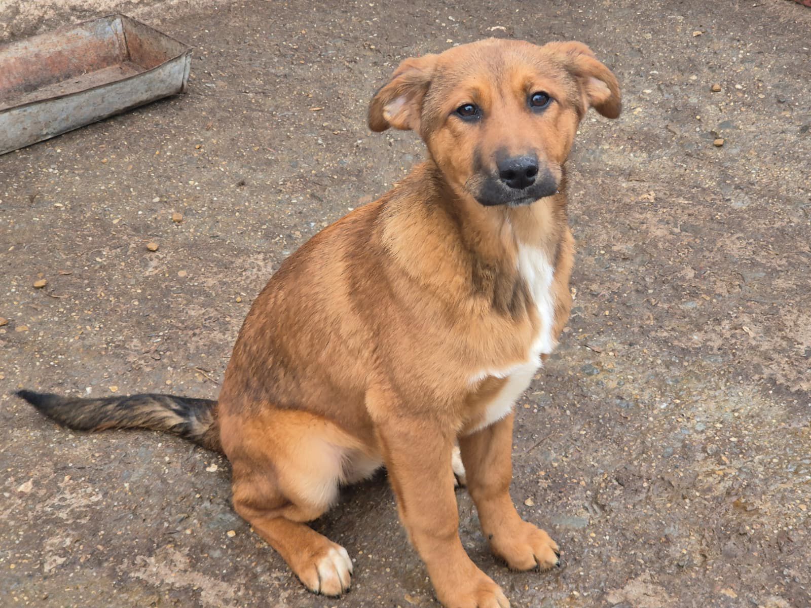 Hündin Cera adoptieren