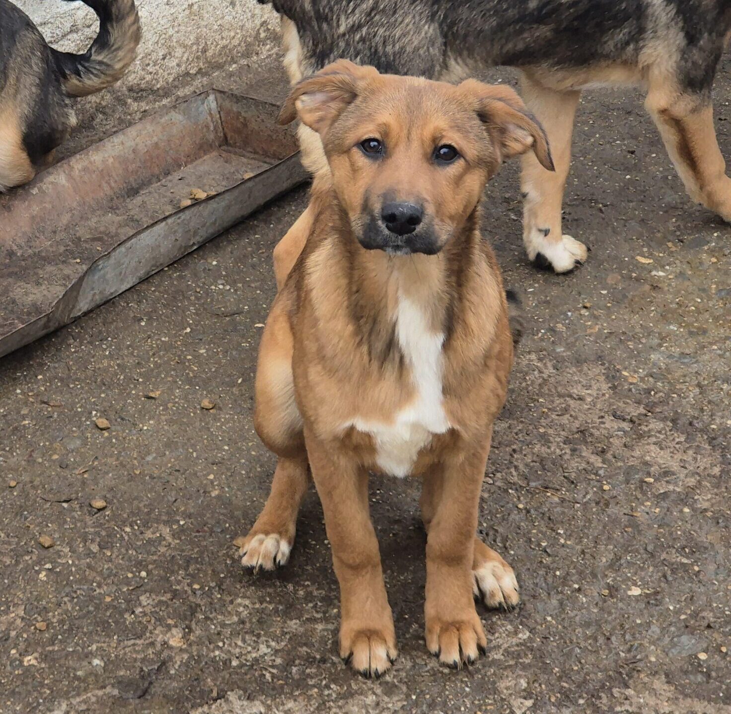 Hündin Cera adoptieren
