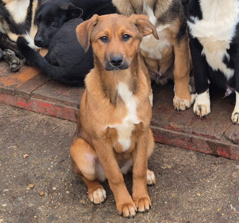 Hündin Cera adoptieren