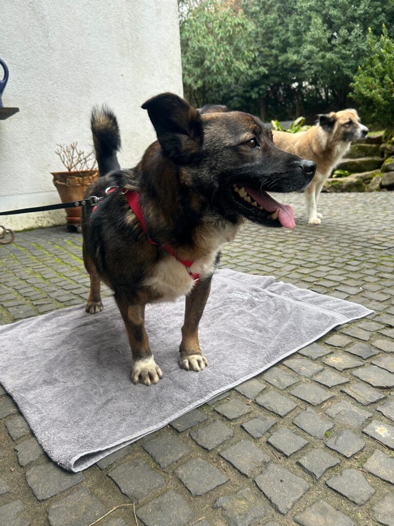 Adoptiere Rüde Lemmy