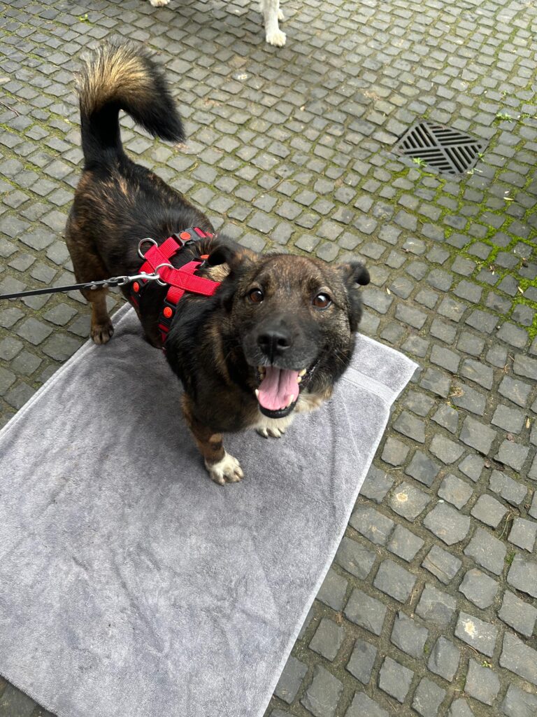 Adoptiere Rüde Lemmy