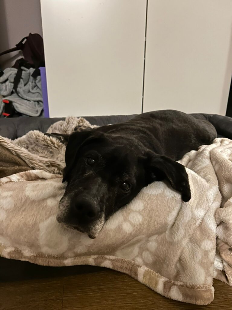 Adoptiere Hündin Fiffi