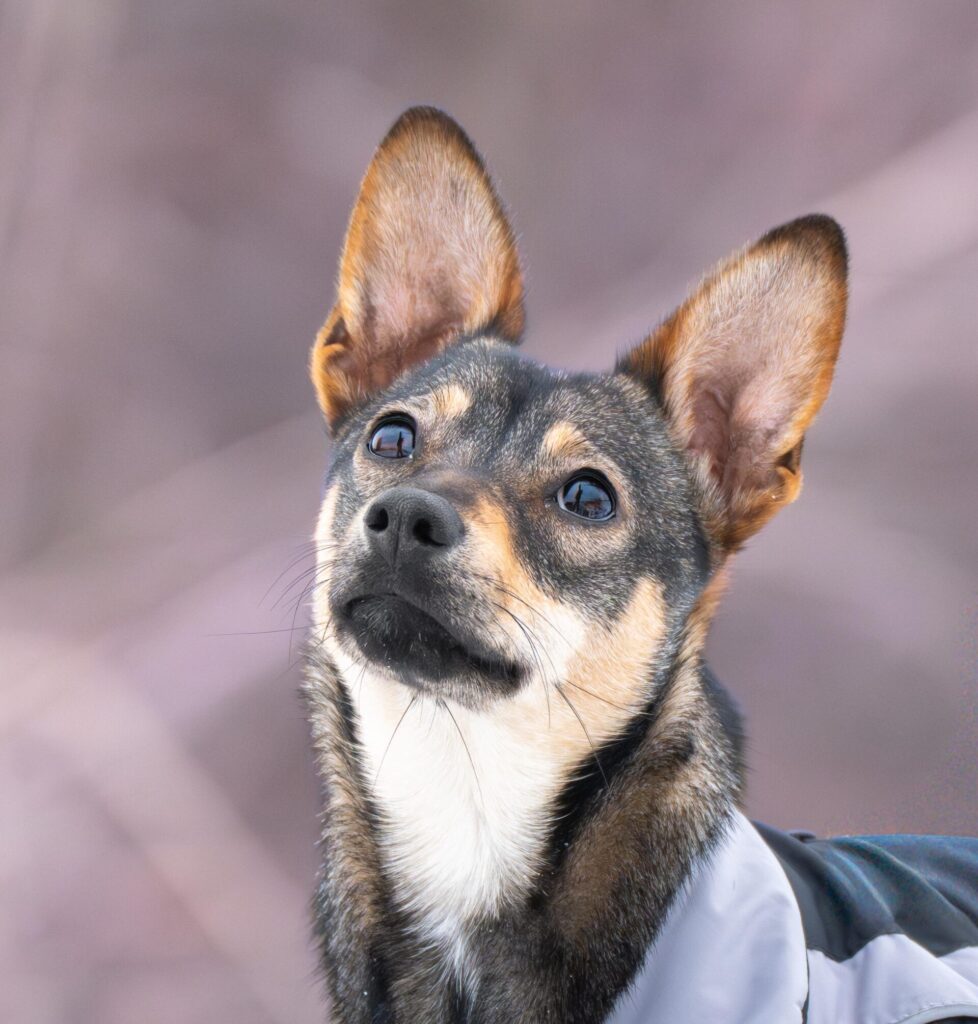 Hündin Flora adoptieren