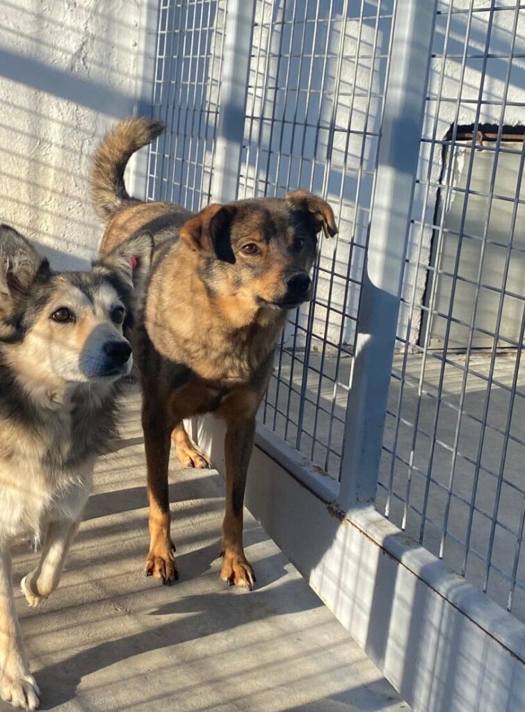 Adoptiere Rüde Ferdinand