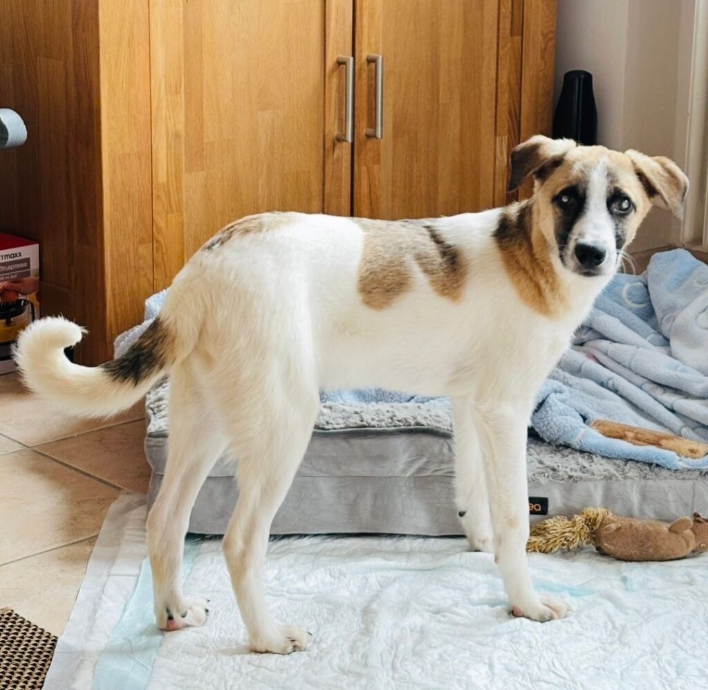 adoptiere Rüde Winny