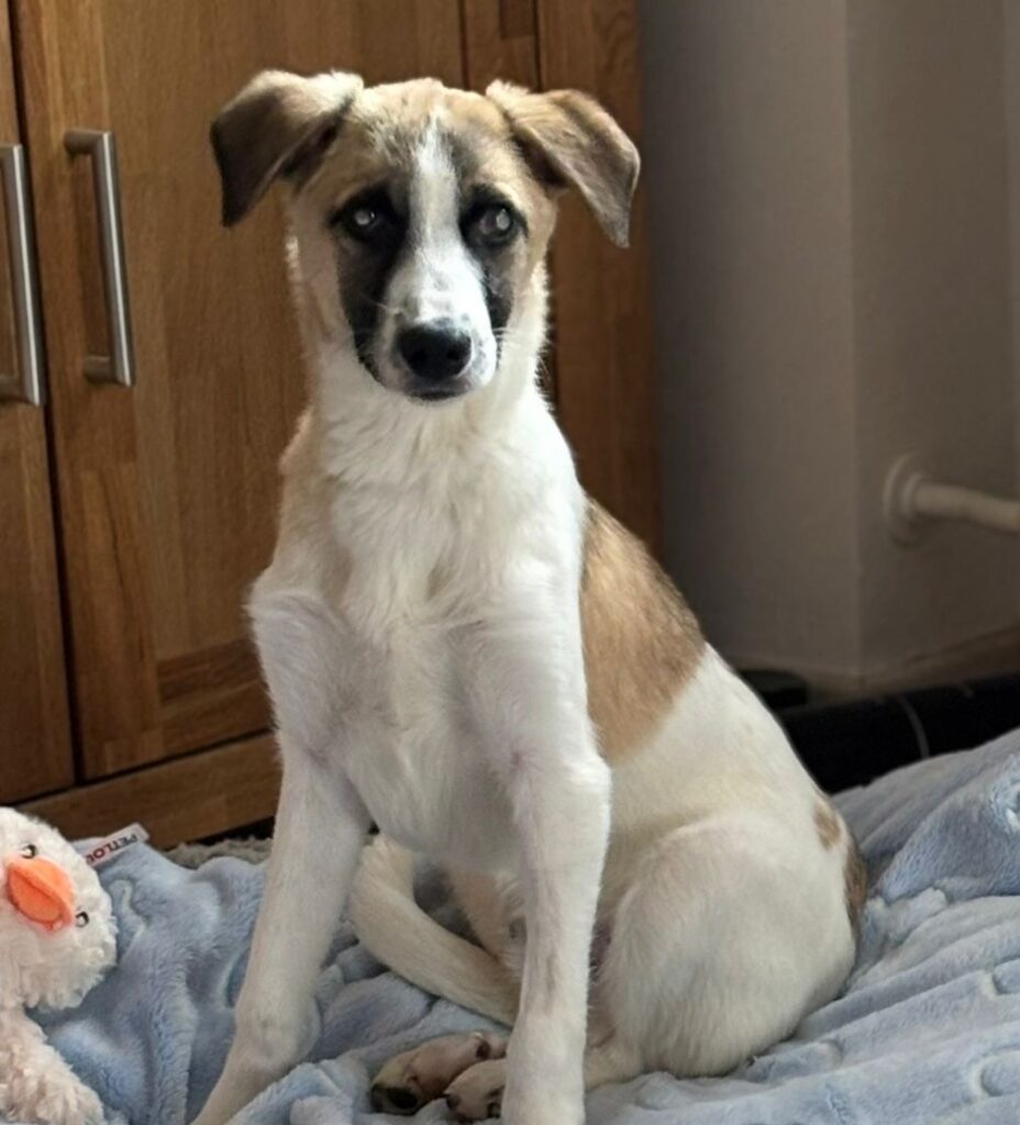 adoptiere Rüde Winny