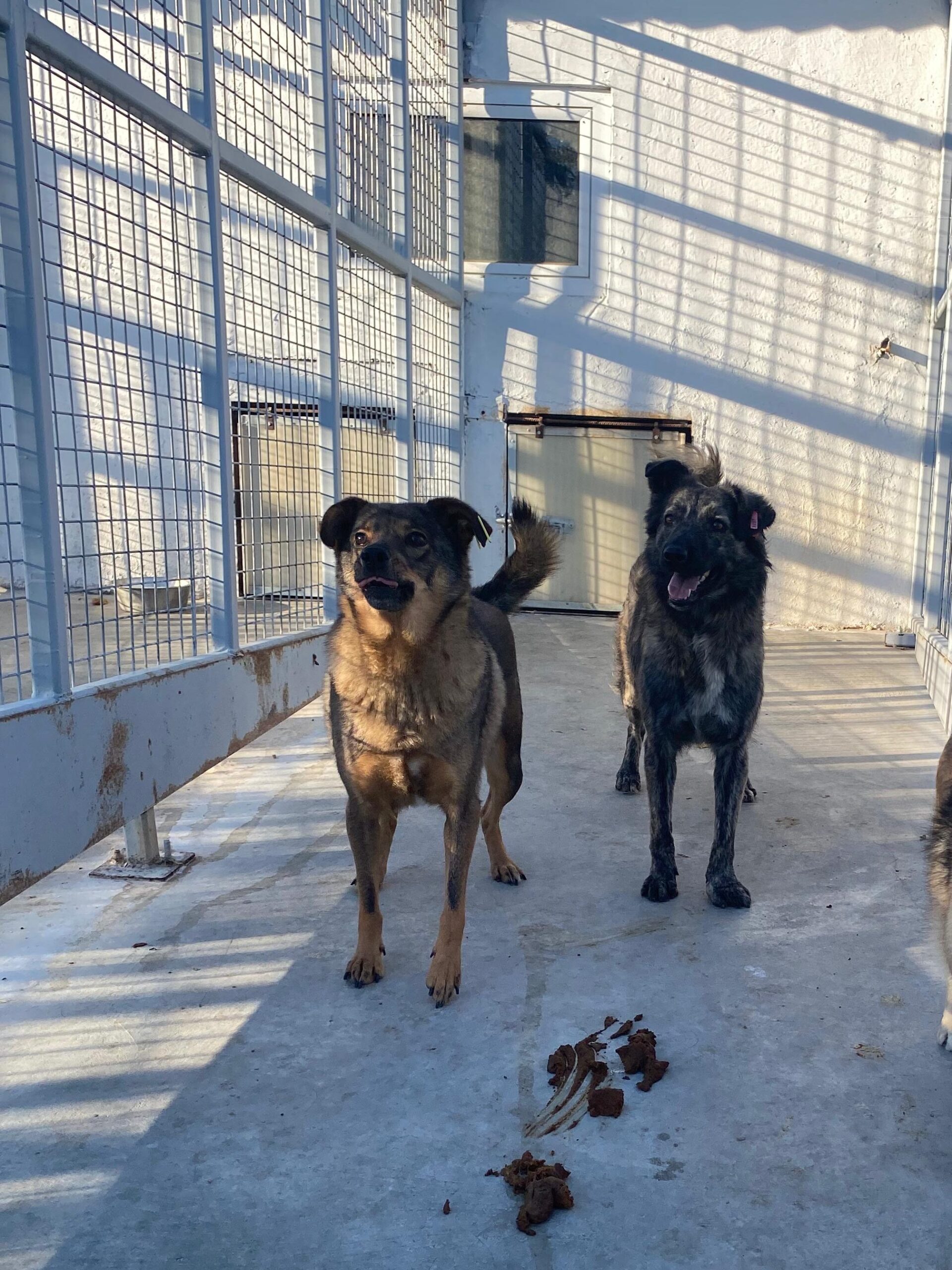 Adoptiere Rüde Ferdinand