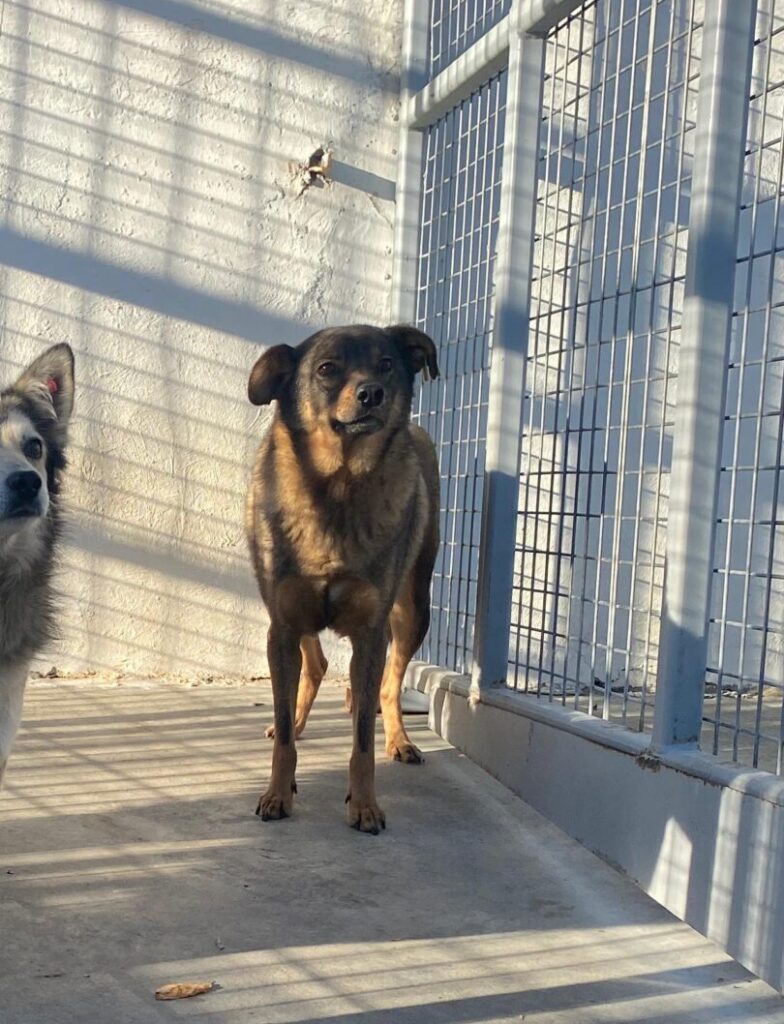 Adoptiere Rüde Ferdinand