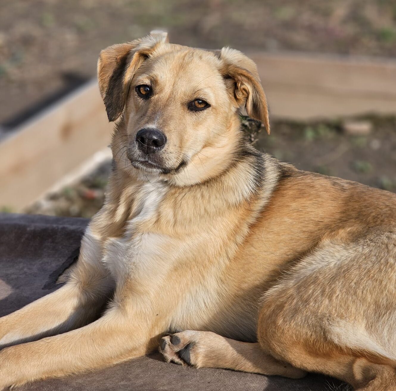 Hündin Serena adoptieren
