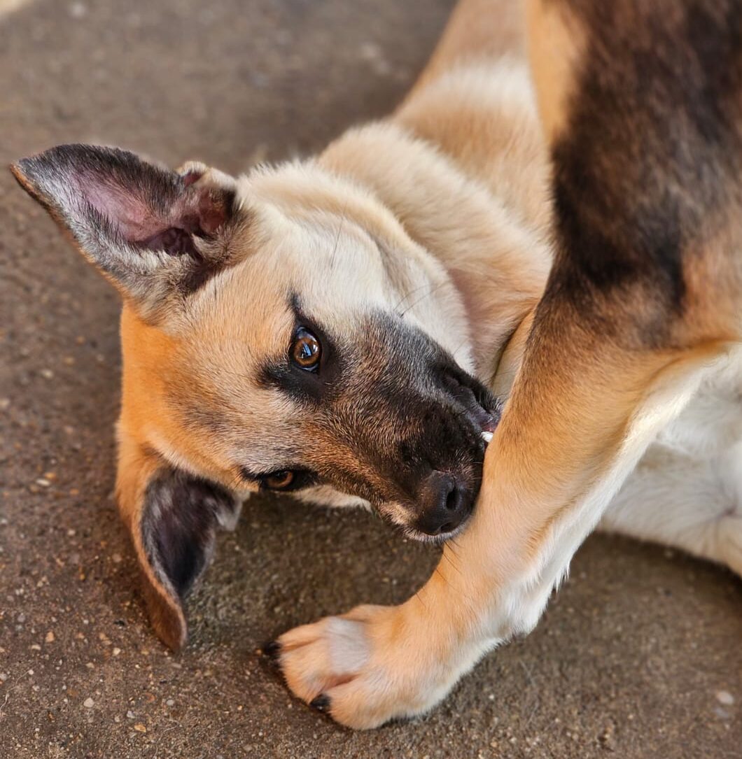 Hündin Lari adoptieren