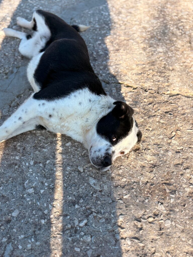 Hündin Mia adoptieren