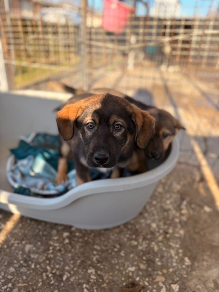 Pokémon Welpen Pamo