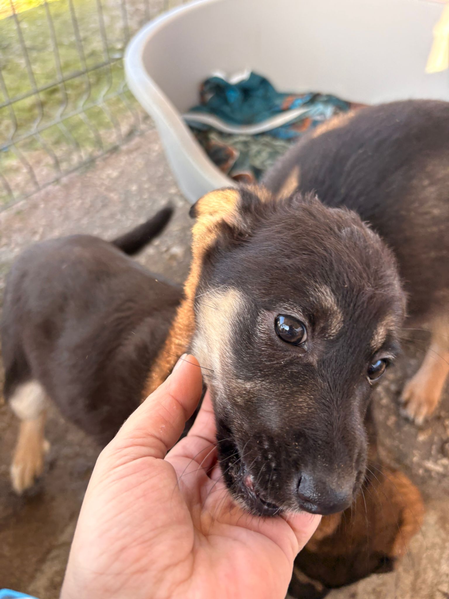 Pokémon Welpen Arkani