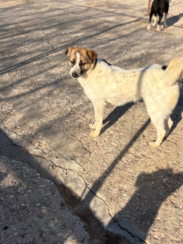 Hündin Amber adoptieren