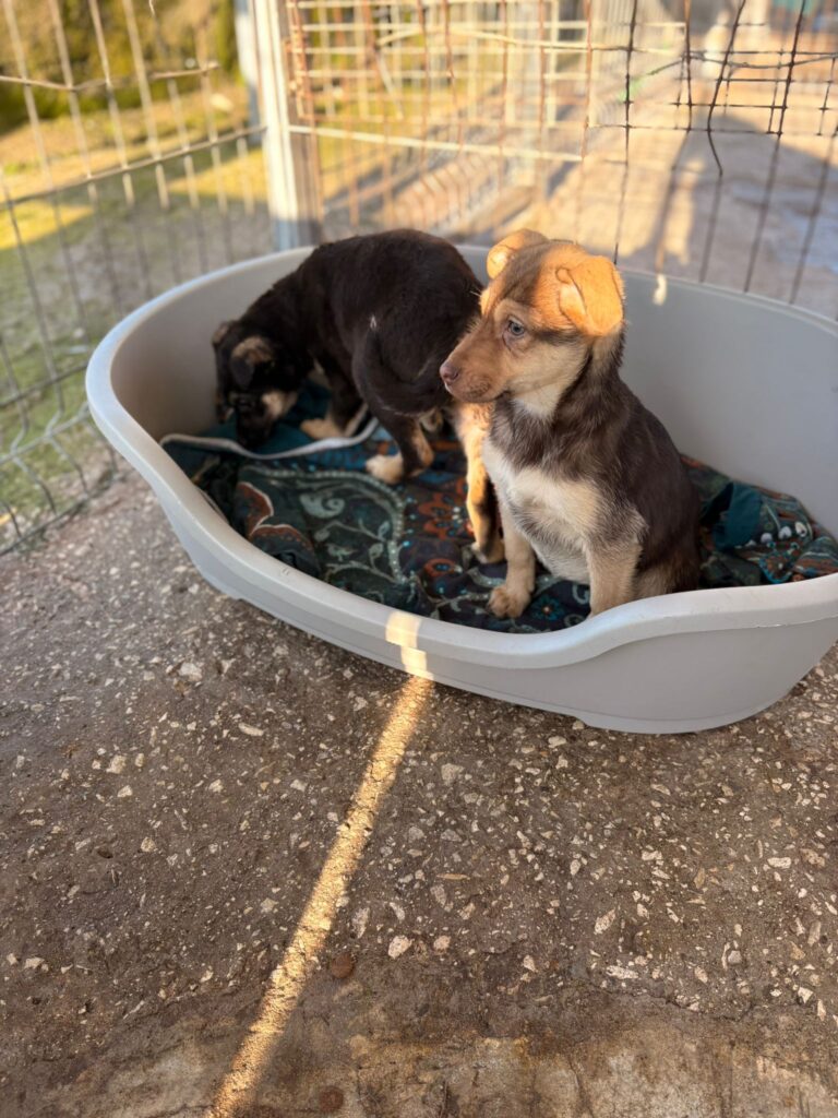 Pokémon Welpen Cresselia