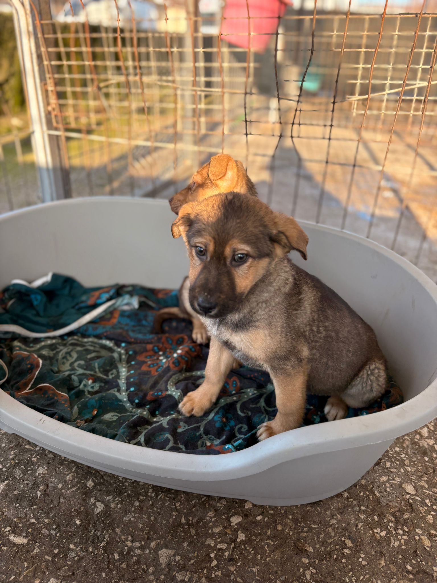 Pokémon Welpen Pichu